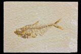 Fossil Fish (Diplomystus) - Green River Formation #150637-1